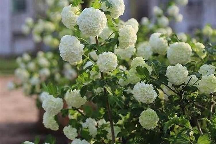 中华木绣球几年开花一次？