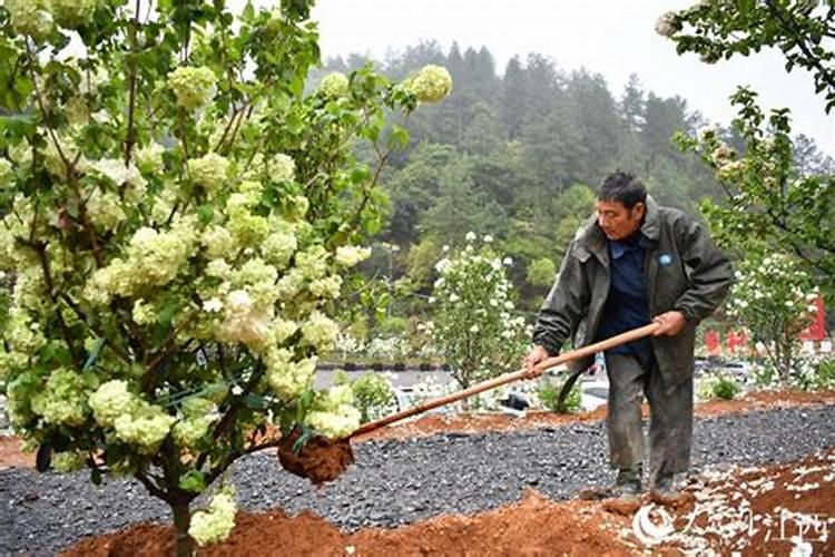 中华木绣球为什么不开花(木绣球不开花没有花苞时候样子)