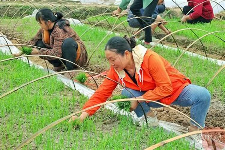 红薯最佳种植时间是在什么时候？