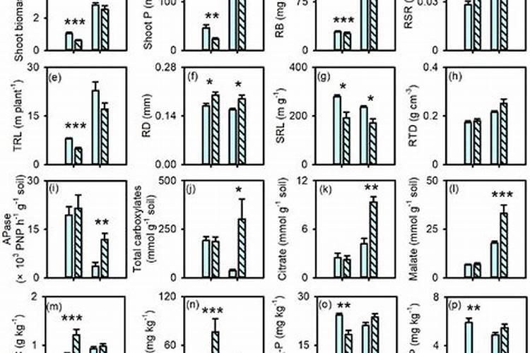 石榴树如何浇水