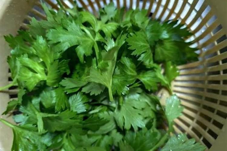 您好!芹菜叶发黄怎么办？