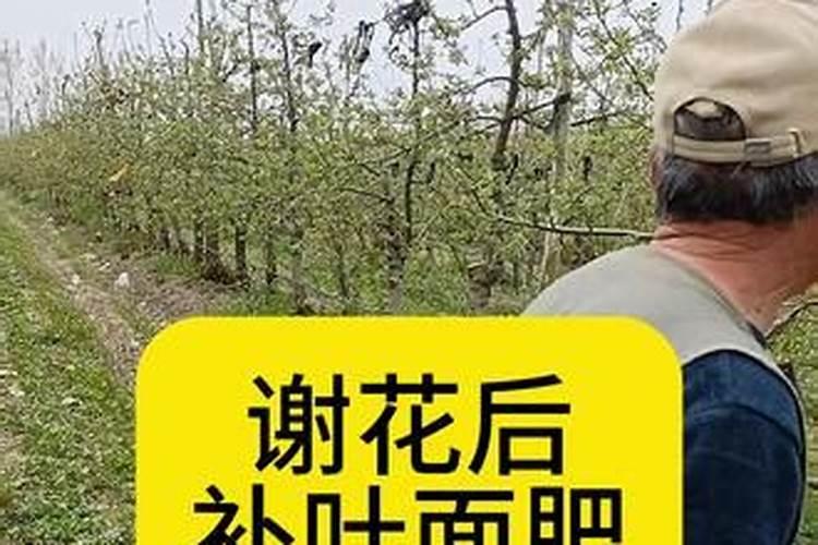 刚栽的柑橘树幼苗,施什么肥料？