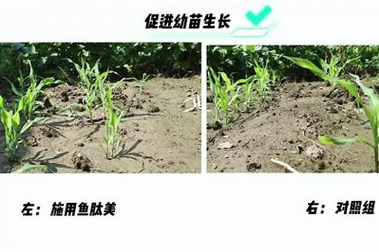 玉米后期追什么肥料好