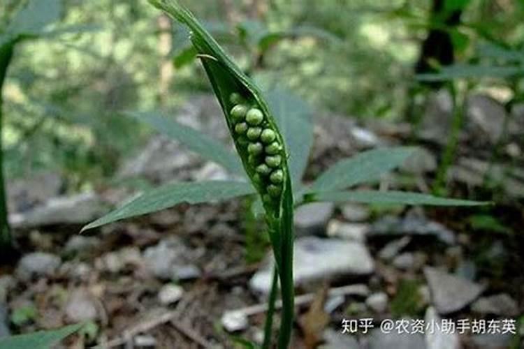 甜瓜种植什么时候用肥比较好？甜瓜用金泰靓叶面肥肥料甜度高？