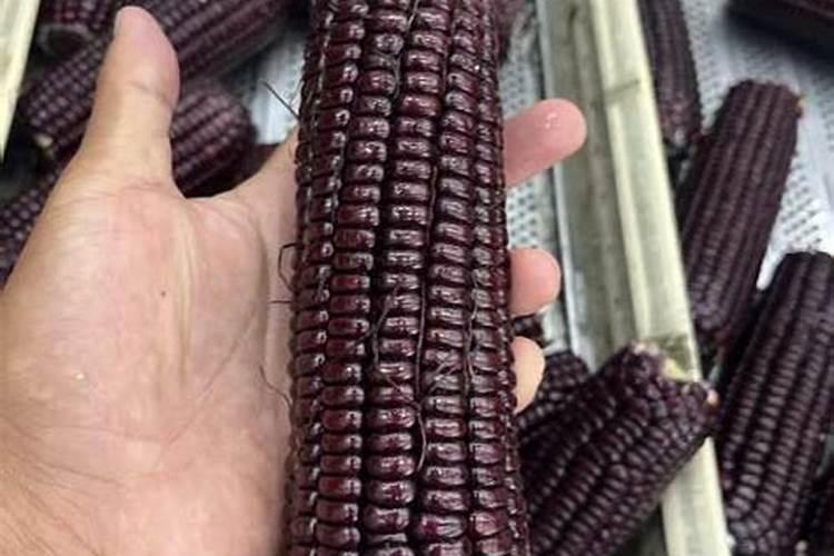 玉米叶面肥中午喷可以吗