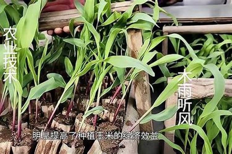 玉米叶面肥什么时间打最合适