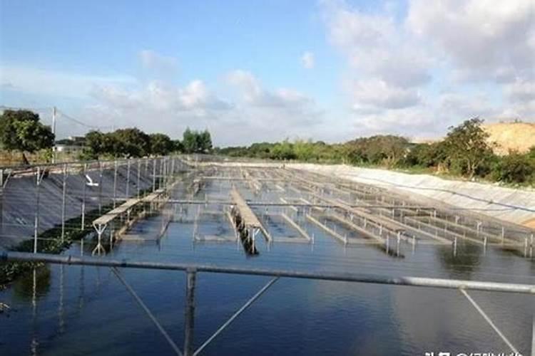 矾肥水和鱼蛋白肥水哪个好