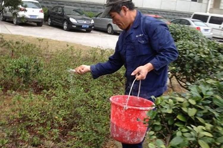 劲驼哪款肥料最好用