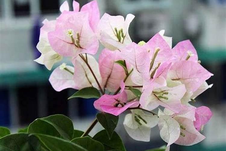 三角梅花肥用什么合适 肥料制作与使用方法