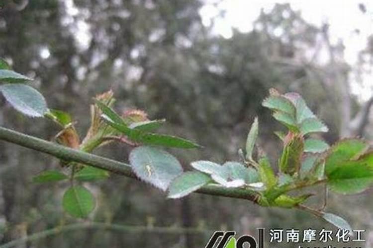 菌肥的正确使用方法