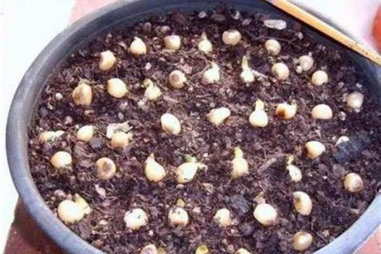 春剑金丝红玉好养吗