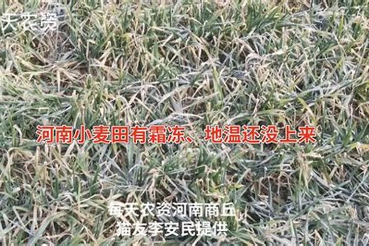 霜冻过后的蔬菜喷些什么农药好？