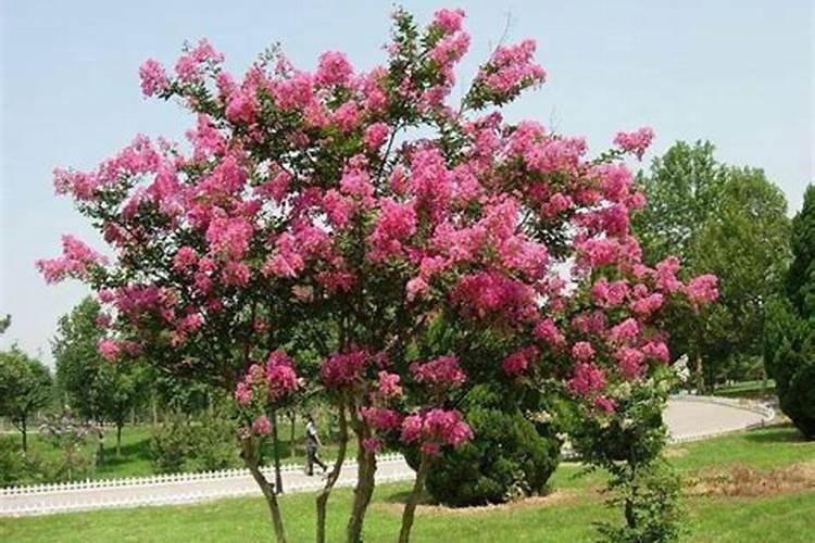 紫薇树施肥的最佳时间