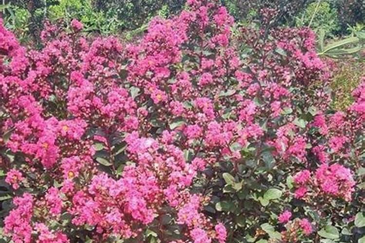 如何让紫薇树长得更快一些