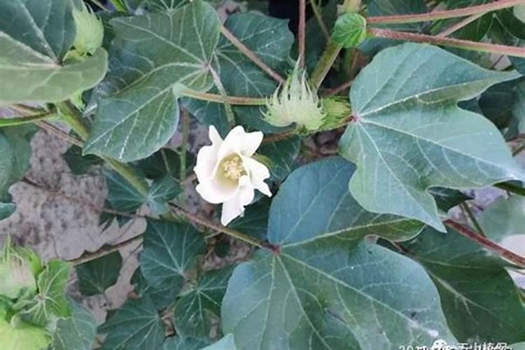 怎么用氮磷钾施肥效果好