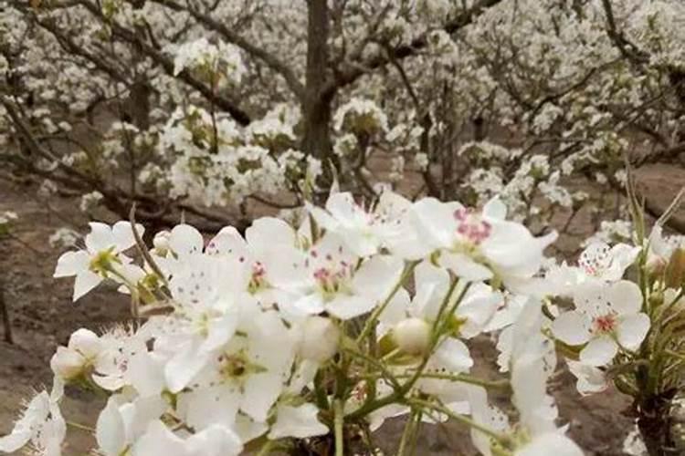 果树花期补硼、花后补钙,补错了果子当然长不好