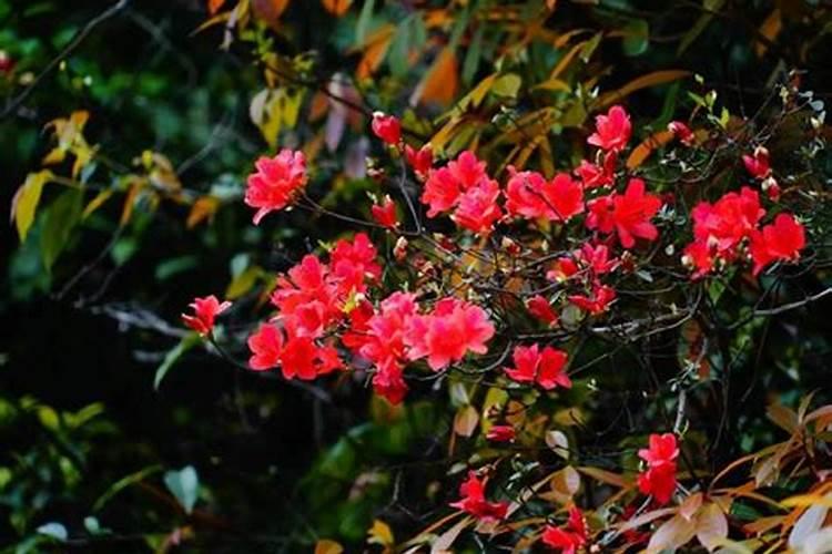 映山红杜鹃花怎么养