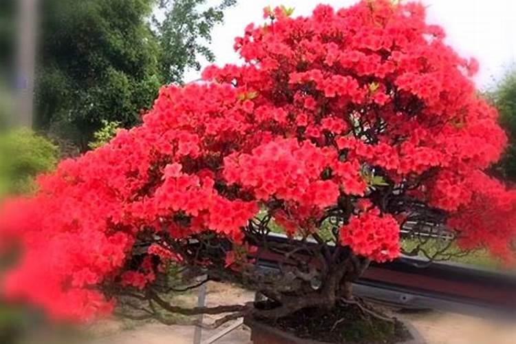 映山红怎么光长叶不开花了