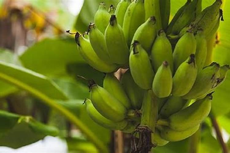 香蕉用什么肥料好