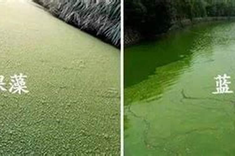 鱼塘水是红色撒过二氧化氯变绿色正常吗