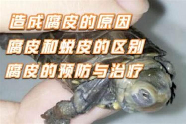 Cl是大量元素么？