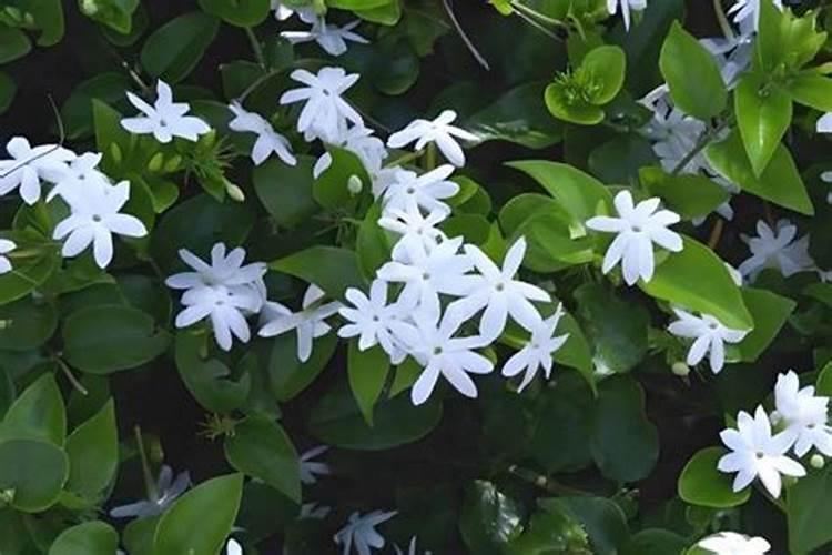 茉莉花四季怎么施肥