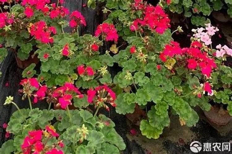 桂花肥什么肥料长得快