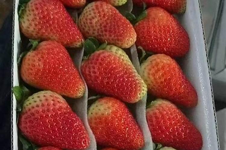 盆栽草莓挂果时施专用肥一次用多少？