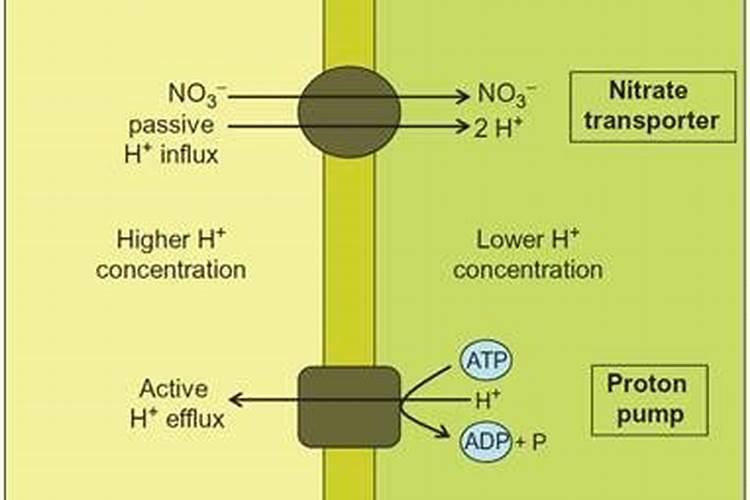 硝态氮与氨态氮的区别