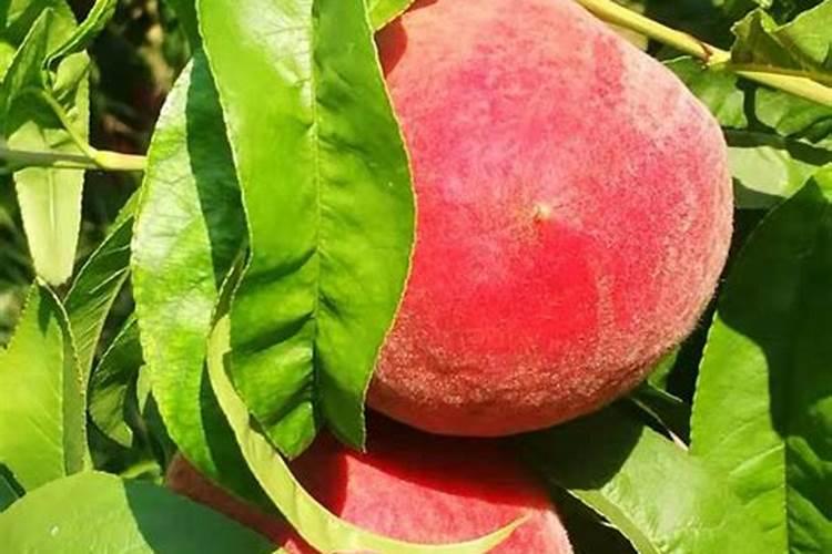 水稻出穗没有怎么出穗打药可有作用？