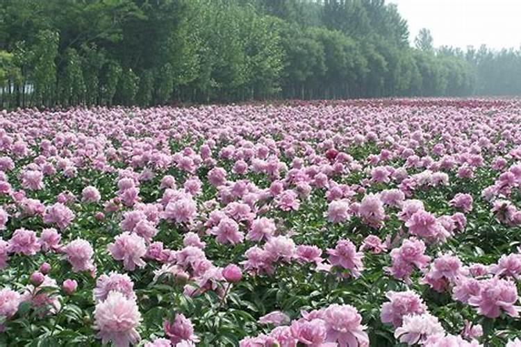 牡丹叶面肥打什么