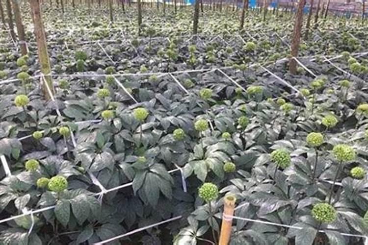 草莓肥害补救措施 草莓肥害的典型症状