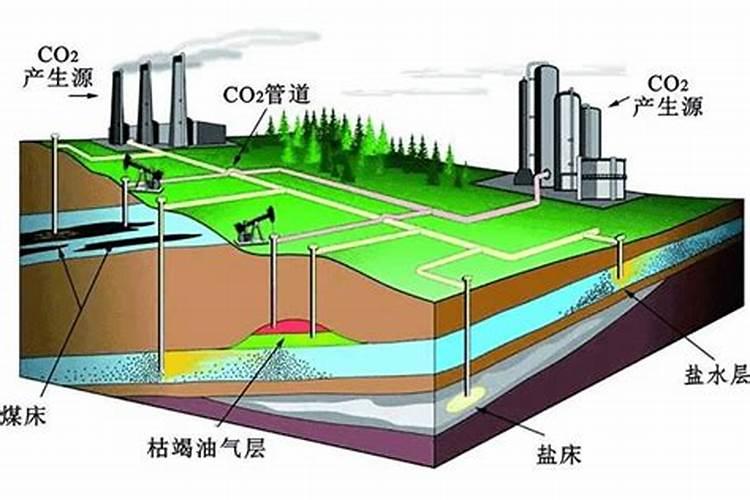 茶花施了磷肥,叶子开始发黄怎么办