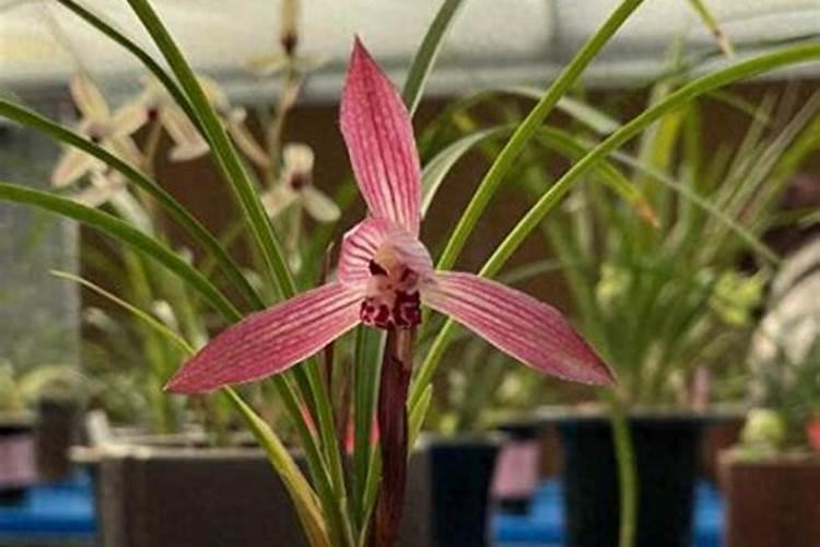 蝴蝶兰水养殖怎么施肥