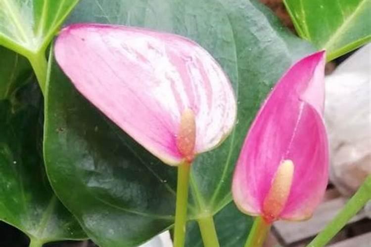 粉掌施什么肥最好