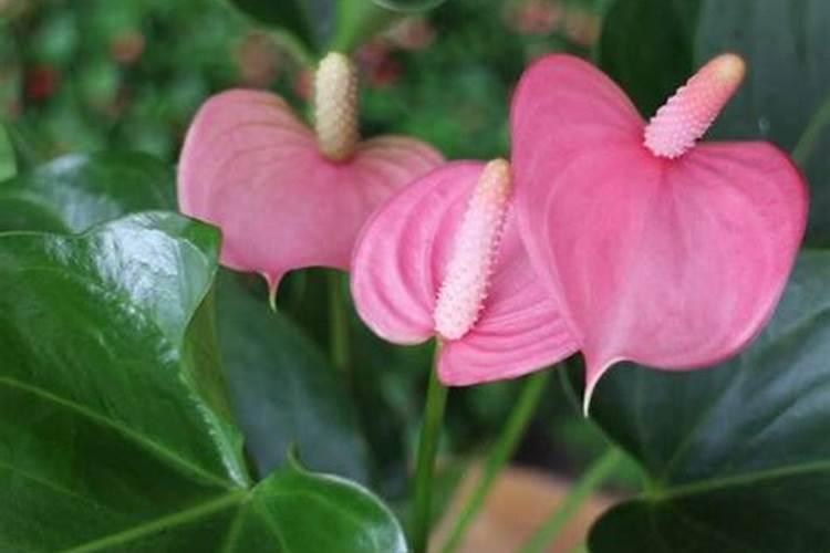 粉掌的施肥方法