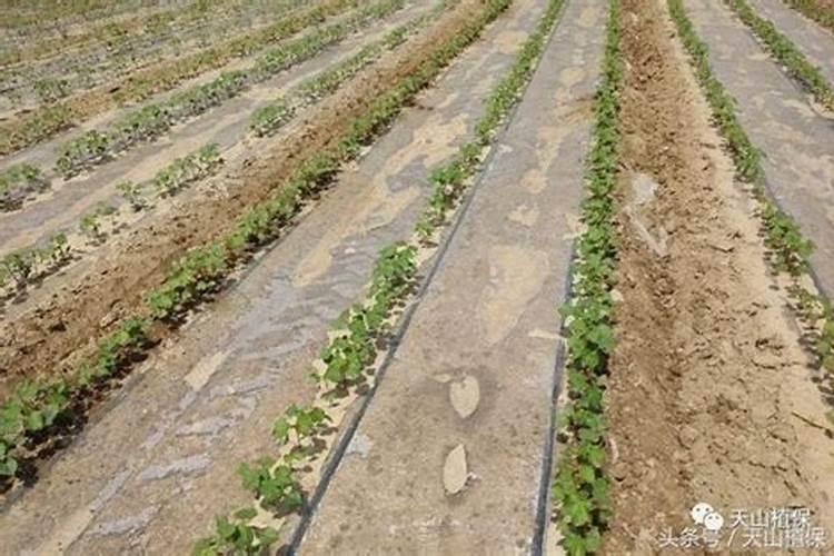 棉花后期需要什么肥料