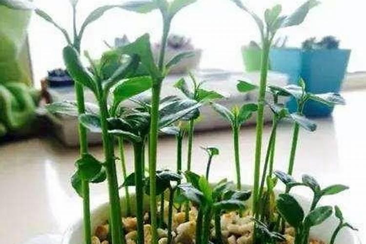 龙眼幼树的施肥原则 怎么施肥能高产