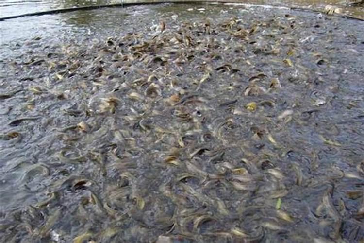 密集缸养泥鳅需要肥水吗