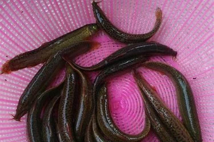 养殖泥鳅用什么肥水呢