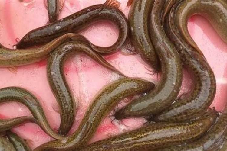 人工养泥鳅怎么养殖