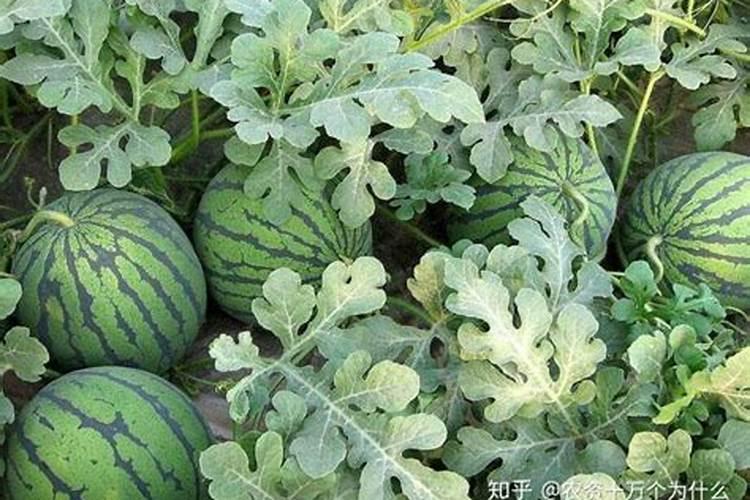 请问西瓜裂瓜如何防治