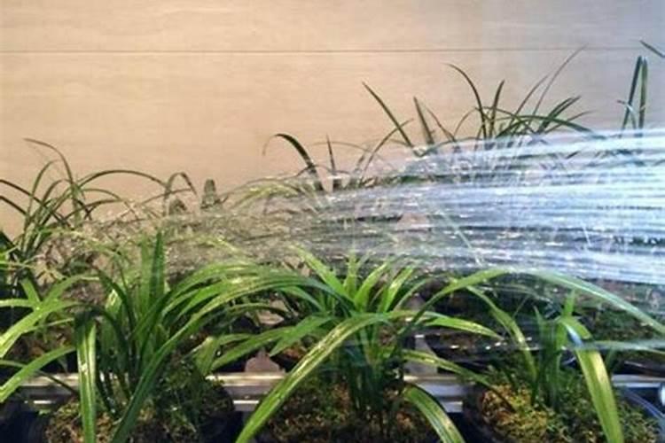 兰花空根重载后怎么养