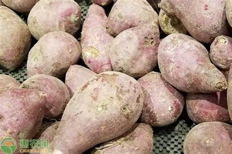 番薯糠如何做肥料