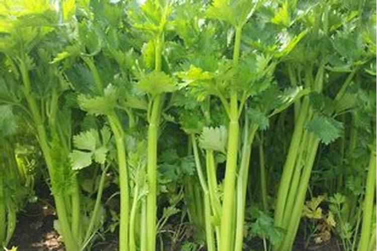 芹菜种植技术