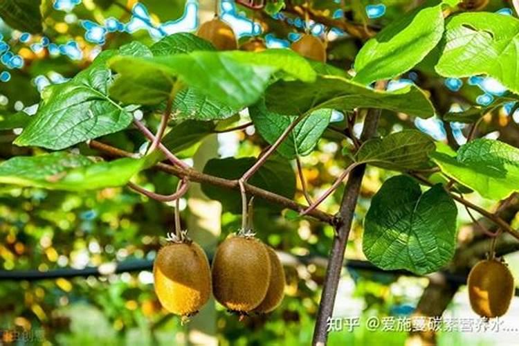 苜蓿打叶面肥用啥肥料