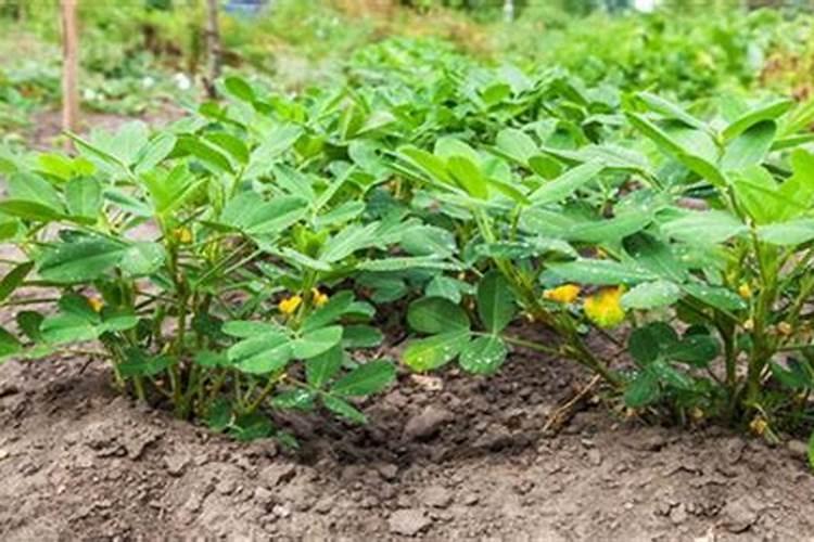 种花生用什么肥料比较好一点