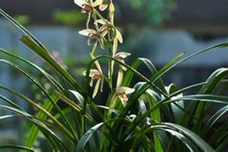 鲁化20023中微量元素复合肥怎么样