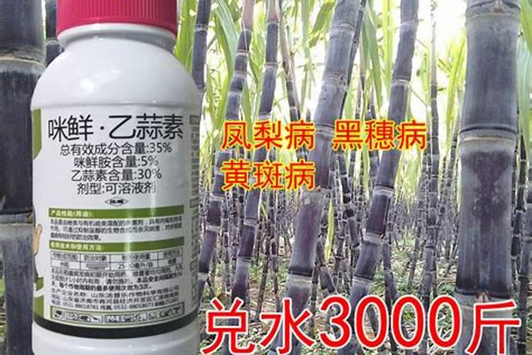 甘蔗红壳病用什么药