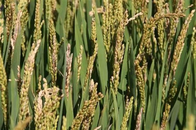 芸苔素内酯水草可以用吗？